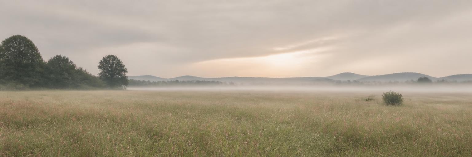 A quiet misty meadow under pale overcast light